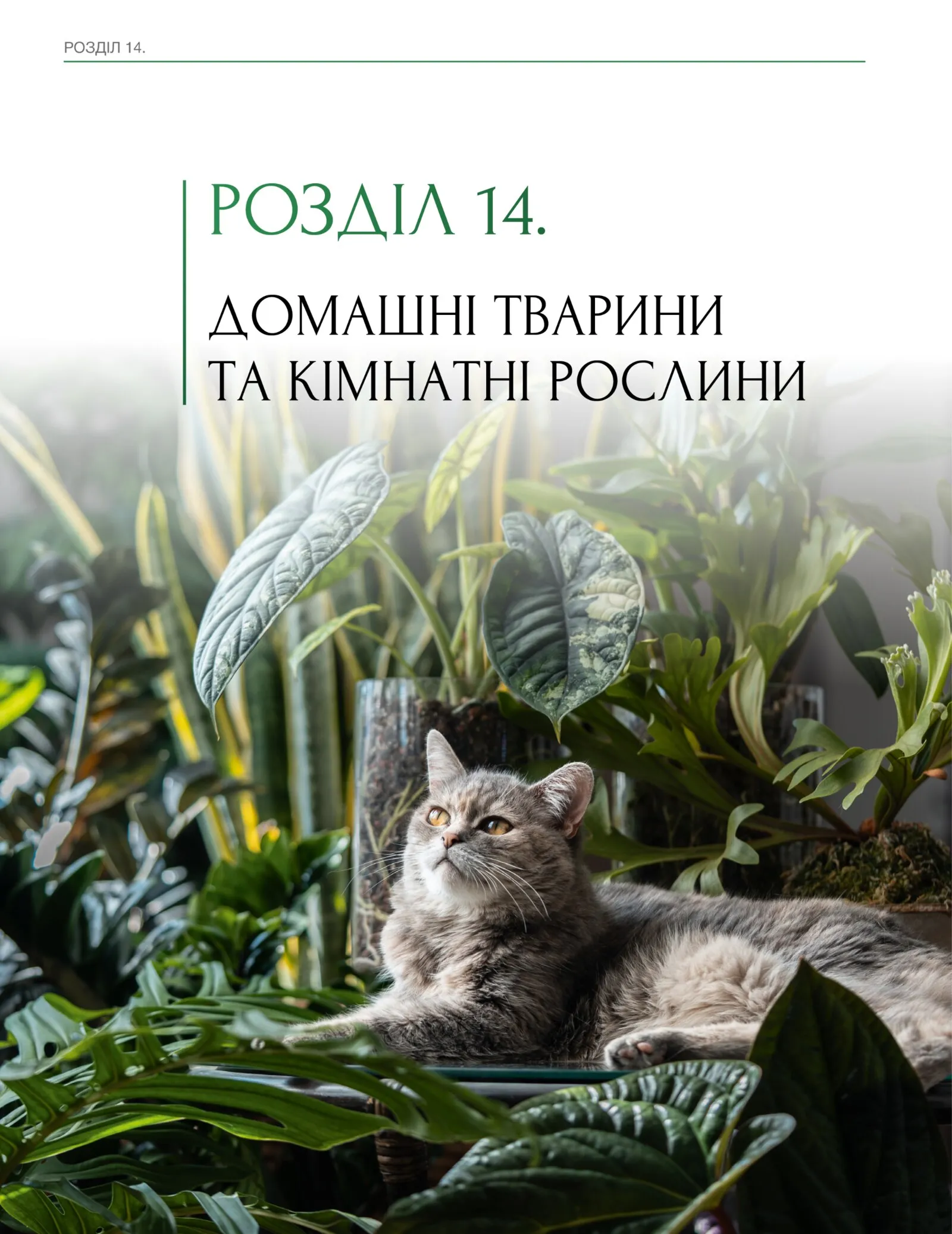 Сторінка 9 з превʼю книги «ПЛАНТОГОЛІЗМ»